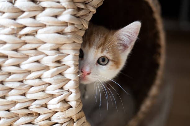 Why is My Cat Suddenly Hiding? Common Causes & Solutions